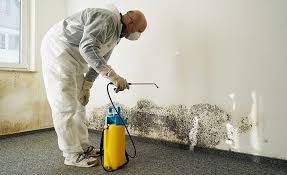 Professional Mold Remediation in Mount Carmel, IL