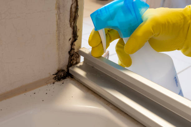 Mold Documentation for Insurance Claims in Mount Carmel, IL